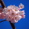 青空と桜