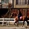馬の鬣が揺れる