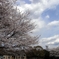 桜と空と