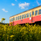 菜の花の中を走る小湊鉄道１