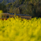 菜の花の中を走る小湊鉄道２
