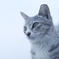猫は猫でも