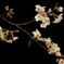 夜桜２