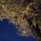 夜桜
