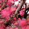 Pink flower