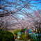 桜坂