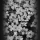 水面桜
