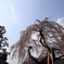 枝垂れ桜