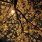 夜桜