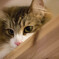 Cat's Eyes