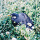 野鳥
