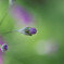Petite Fleur