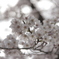 SAKURAⅡ