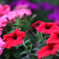 Red, Pink and Purple