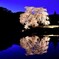 与一野桜（夜の顔）