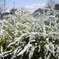 冬と春つなぐ雪柳