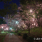豊明市三﨑公園　ライトアップ