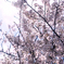 桜2012