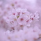 桜満開