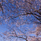 雁がね桜