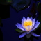 花蓮なButterfly。