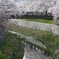 山崎川・・2012