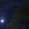 夜桜