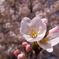 SAKURA2012