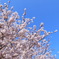 SAKURA2012