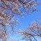 SAKURA2012
