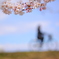 桜の土手