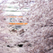 2012年4月7日 桜