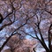 朝陽を浴びた桜のトンネル