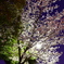 Cherry Blossom