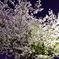 Cherry Blossom