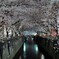 夜桜