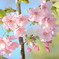 今年初の桜