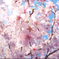 桜、魚眼で接写02