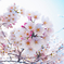 桜、魚眼で接写01