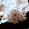 sakura04