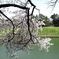 ohorinosakura01s