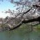 ohorinosakura02s
