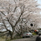 マイ・リトルカブと桜