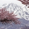 残雪山と桜