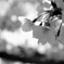 sng_20120408_076