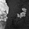 sng_20120408_074