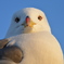 にらめっこ