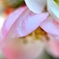 淡いピンクの花　