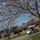 ぱんだ号　桜並木を往く