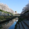 鏡桜